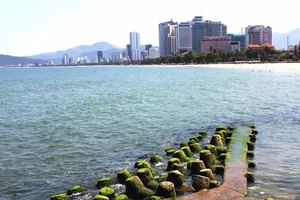 Đổ xô về phố biển Nha Trang ngắm rêu xanh 