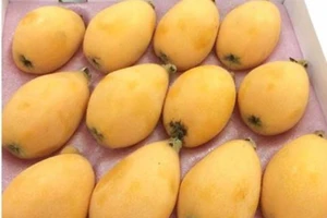 Trái biwa thần kỳ đến đâu mà giá tới bạc triệu?