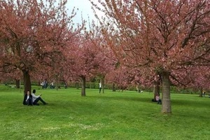 Parc de Sceaux mùa hoa anh đào
