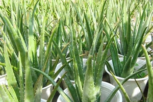 5 loại cây cảnh lọc không khí trong nhà giúp ngủ ngon