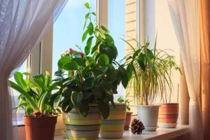 Cách giữ nhà mát mẻ trong mùa nóng không cần máy lạnh