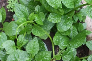 Chữa bệnh 'phòng the' cho nam giới bằng rau mồng tơi