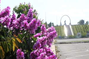 Mùa hoa bằng lăng tím ngát bên Vòng tròn bất tử