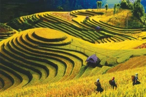 Đẹp mê mẩn Mù Cang Chải mùa nước đổ