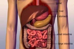 Bộ phận nào nặng nhất trong cơ thể con người?