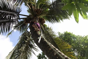 Chùm ảnh:Cụ bà 60 tuổi vẫn phải kiếm sống trên ngọn dừa