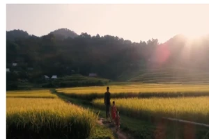 Pù Luông vào mùa lúa đẹp nhất trong năm