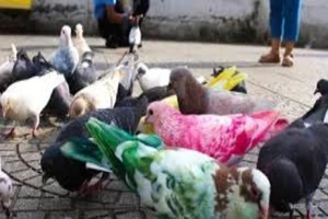 Sơn màu cho chim bồ câu: Nên hay không? 