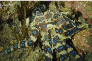 Nọc độc của bạch tuộc có thể giết người trong nháy mắt