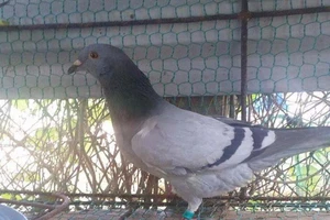 Bắt được chim bồ câu đeo vòng nhựa có số và ký tự lạ