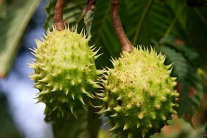 Một bên tinh hoàn ‘nổ tung’ khi đang tắm