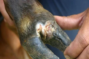 Tiêu hủy 11 con bò bị lở mồm long móng