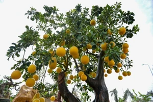 Những loại cây chưng Tết 'hút' tài lộc vào nhà