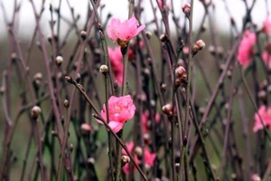 Nôn nao tháng chạp 