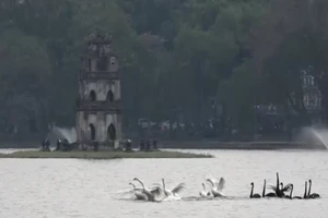 Hà Nội thả thiên nga gắn định vị trên hồ Hoàn Kiếm
