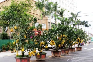 Cây kiểng Tết độc lạ đã về phố biển Nha Trang