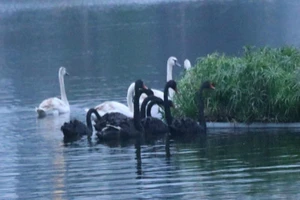 Chuyển đàn thiên nga từ Hồ Gươm sang hồ Thiền Quang