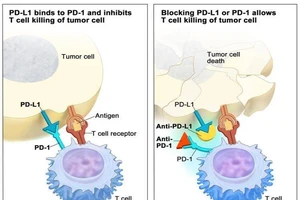 Tế bào ung thư sợ nhất thứ gì?