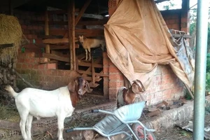 Tiếng đàn piano trong căn nhà gỗ và những chú dê