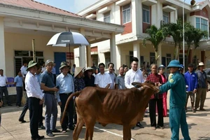 "Chú Tư Sang" trao tặng 100 con bò giống cho người nghèo