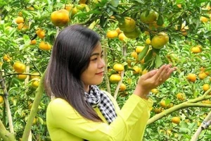 Giáp Tết 'phượt' Đồng Tháp ghé vườn quýt hồng Lai Vung