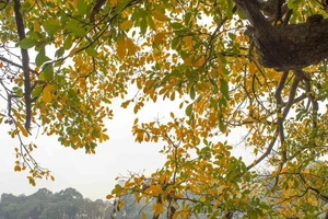 Ghé Hà Nội ngắm lá vàng rực rỡ giữa tháng 3
