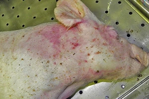 Ăn thịt heo mắc dịch tả heo châu Phi có bị lây bệnh?