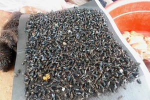 Dịch ruồi ‘khủng bố’ trước tuần lễ du lịch Măng Đen