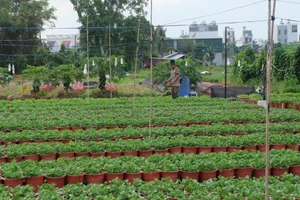 TP.HCM: Vụ hoa Tết 2022, người trồng hoa kiểng nửa mừng nửa lo 