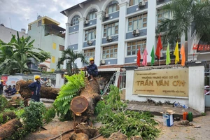 7 người bị thương trong vụ cây xanh bật gốc ở trường Trần Văn Ơn