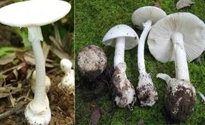 Liên tiếp ca ngộ độc nấm, bác sĩ hướng dẫn nhận diện 4 loại nấm độc thường gặp