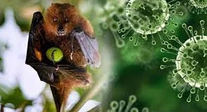  Virus Nipah nguy hiểm đến mức nào?