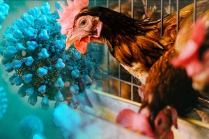 Ăn thịt gà, trứng gà có bị lây cúm A (H5N1) không?