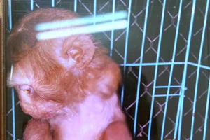 Bị khỉ cắn, 2 vợ chồng phải nhập viện cấp cứu