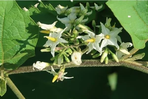 Những ai nên, không nên sử dụng cà gai leo?