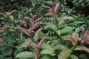 Cây xạ đen có chữa được ung thư?