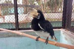 Chim lạ liên tục xuất hiện ở TP.HCM