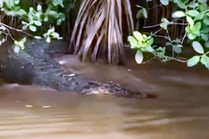 Bến Tre: Cảnh báo phát hiện cá sấu dài 2 mét trên kênh 