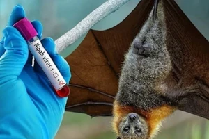 Bệnh do virus Nipah có vaccine, thuốc đặc trị chưa?
