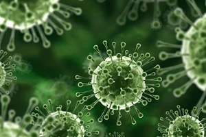 Bộ Y tế: Người dân hạn chế đến vùng dịch do virus Nipah, tự cách ly khi trở về