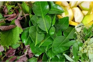 Xông lá, không phải cứ bệnh là xông