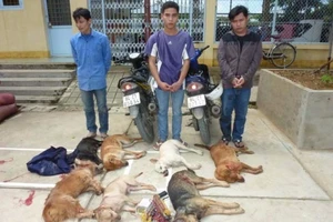 Tòa Bình Chánh lại sai khi xử vụ trộm chó 