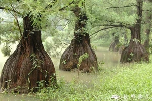 Bạn cùng thời với khủng long đang hiện hữu ở Việt Nam