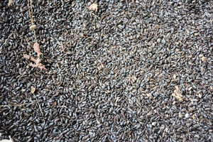 Bọ lạ 'tấn công' làm đảo lộn cuộc sống người dân 