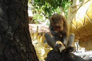 Khỉ trên núi Châu Thới ở Bình Dương bị săn trộm