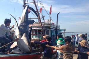 Đưa cá voi khoảng nửa tấn vào bờ chôn cất