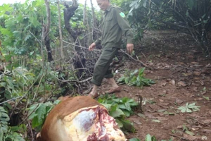 Con bò bị kẻ gian lấy mất 4 cái đùi