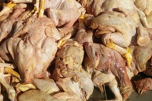 Bắt giữ 9 bao tải gà chưa qua kiểm dịch