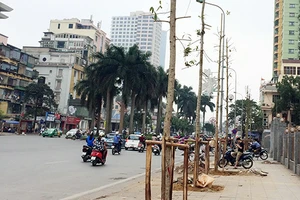 Hà Nội sẽ trồng mới 247 cây Lát hoa trên phố Nguyễn Chí Thanh