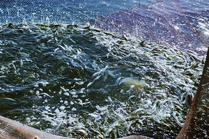 Ba tàu trúng mẻ cá nục gần 4 tỉ đồng